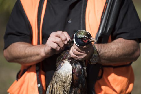 decorative image of 20171111_pheasant_shoot_0485_HiRes , Pheasant Hunt 2017 Was A Success! 2017-11-15 15:51:39