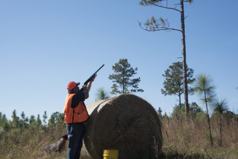decorative image of ROX_6019 , Pheasant Hunt 2017 Was A Success! 2017-11-15 15:54:14