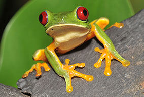 decorative image of redeyedfrog_16286754_fotoliarf_2932_284x192 , Alumni Travel Program 2017-02-27 12:22:44