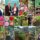 decorative image of Roxanne2-1-1536x1194-1 , Homegrown at PSC: Spotlight on Roxanne Rachel Lavelle 2025-05-27 10:26:07