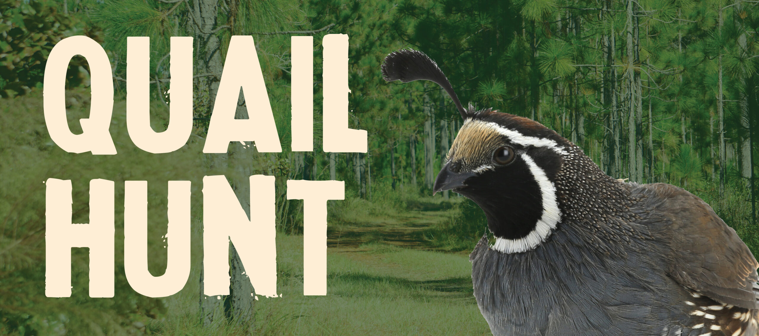 Decorative image of the Alumni Quail Hunt event.